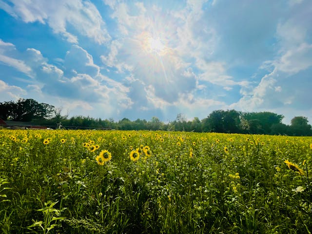 Sunflower field at golden hour