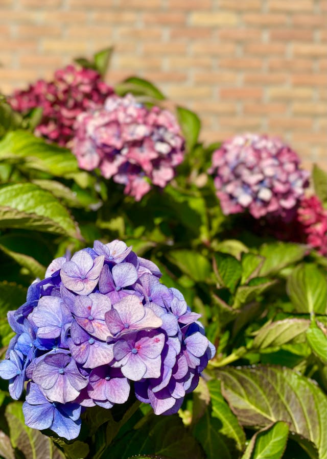 close up hydrangea