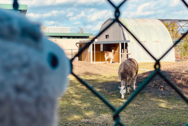 llama plushie and real llama